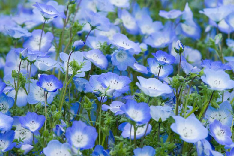 Nemophila menziesii, Baby Blue Eyes, Menzies Baby Blue Eyes, Nemophila insignis, Blue Flowers, Blue Groundcover, Blue Ground Cover