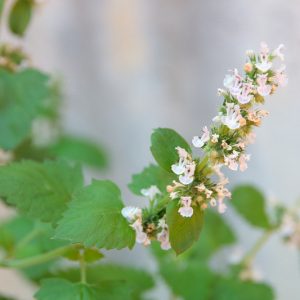 Nepeta cataria,Catmint, Catnep, Catnip, Cat in Clover, Cat's Heal-All, Purple Flowers