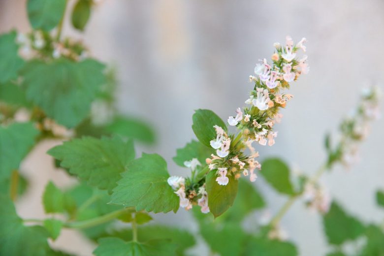 Nepeta cataria,Catmint, Catnep, Catnip, Cat in Clover, Cat's Heal-All, Purple Flowers