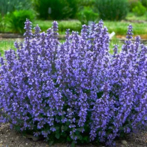 Nepeta 'Cat's Pajamas',  Catmint 'Cat's Pajamas', Nepeta faassenii 'Cat's Pajamas' PP31127 CPBRAF, blue flowers, violet flowers, lavender flowers