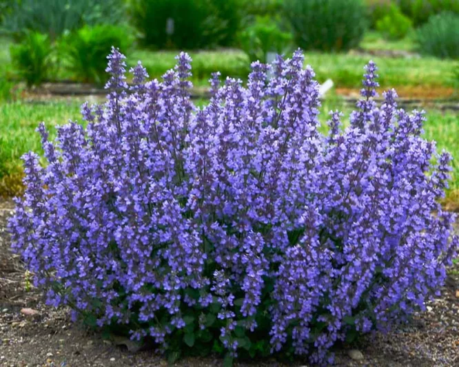 Nepeta 'Cat's Pajamas',  Catmint 'Cat's Pajamas', Nepeta faassenii 'Cat's Pajamas' PP31127 CPBRAF, blue flowers, violet flowers, lavender flowers