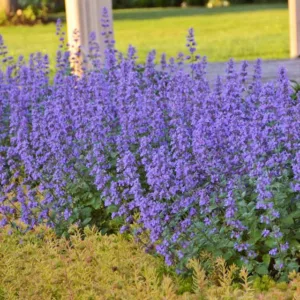 Nepeta x faassenii 'Cats Meow',  Catmint 'Cat's Meow', Nepeta faassenii 'Cat's Meow' PP24472 CPBR5098, blue flowers, violet flowers, lavender flowers