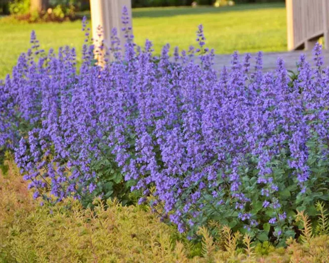 Nepeta x faassenii 'Cats Meow',  Catmint 'Cat's Meow', Nepeta faassenii 'Cat's Meow' PP24472 CPBR5098, blue flowers, violet flowers, lavender flowers