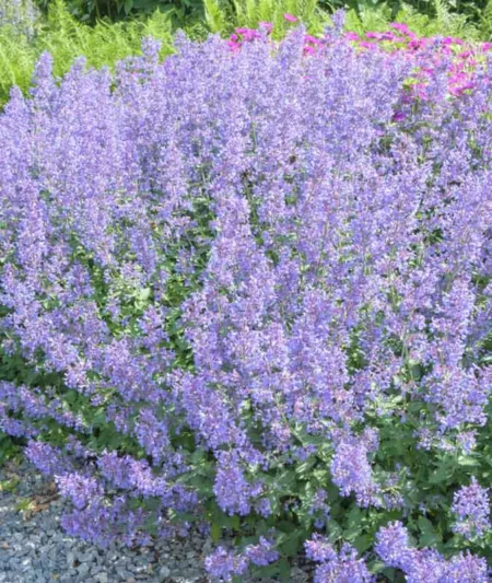 Nepeta x faassenii Junior Walker , Catmint Junior Walker, Nepeta x faassenii 'Novanepjun', Blue Summer Flowers, Purple Summer Flowers