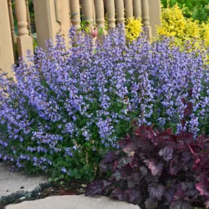 Nepeta faassenii 'Purrsian Blue',  Catmint 'Purrsian Blue', Garden Caminth 'Purrsian Blue', PP24788, blue flowers, violet flowers, lavender flowers