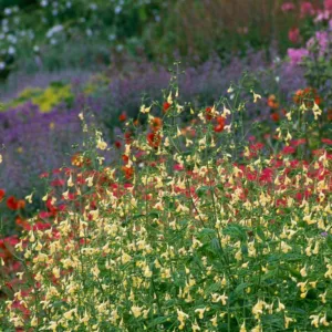 Nepeta govaniana, Catmint, Yellow Catmint, Yellow Flowers