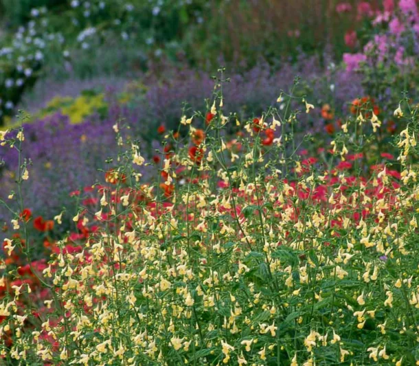 Nepeta govaniana, Catmint, Yellow Catmint, Yellow Flowers