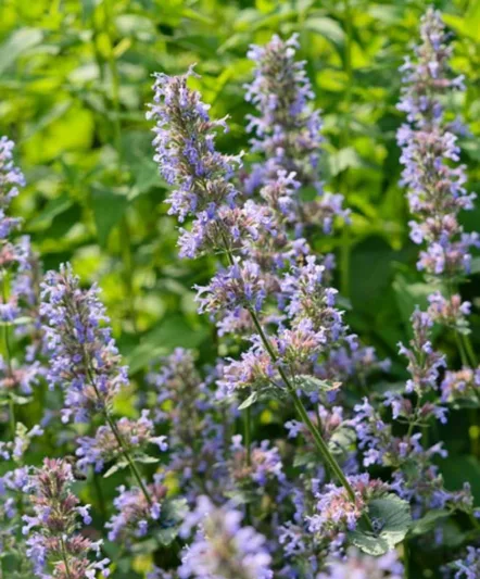 Nepeta grandiflora Bramdean, Catmint 'Bramdean', blue flowers, violet flowers, lavender flowers