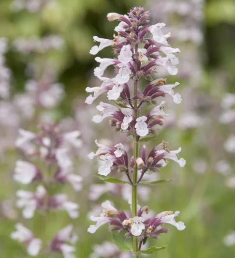 Nepeta grandiflora Dawn to Dusk, Catmint 'Dawn to Dusk', blue flowers, violet flowers, lavender flowers