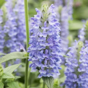 Nepeta Nervosa 'Blue Moon', Catmint 'Blue Moon', Dwarf Catmint, Dwarf Nepeta, Best perennial plants, long flowering perennials