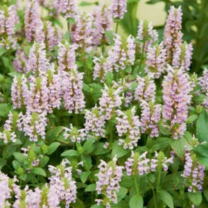 Nepeta Nervosa 'Pink Cat', Catmint 'Pink Cat', Dwarf Catmint, Pink Catmint, Pink Nepeta, Dwarf Nepeta, Best perennial plants, long flowering perennials