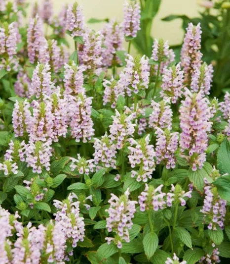 Nepeta Nervosa 'Pink Cat', Catmint 'Pink Cat', Dwarf Catmint, Pink Catmint, Pink Nepeta, Dwarf Nepeta, Best perennial plants, long flowering perennials