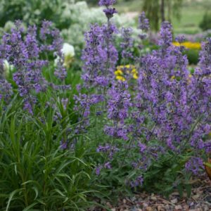Nepeta x Psfike 'Little Trudy', Catmint 'Little Trudy', Nepeta Psfike 'Little Trudy', Nepeta 'Little Trudy', Dwarf Catmint, Dwarf Nepeta, Best perennial plants, long flowering perennials