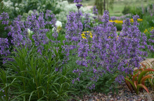 Nepeta x Psfike 'Little Trudy', Catmint 'Little Trudy', Nepeta Psfike 'Little Trudy', Nepeta 'Little Trudy', Dwarf Catmint, Dwarf Nepeta, Best perennial plants, long flowering perennials