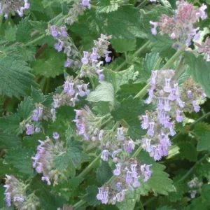 Nepeta Racemosa Blue Wonder, Nepeta Blue Wonder, Catmint Blue Wonder, Nepeta x mussinii 'Blue Wonder, Best perennial plants, deer resistant perennial,drought resistant perennial