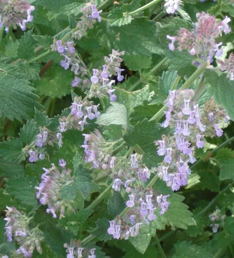 Nepeta Racemosa Blue Wonder, Nepeta Blue Wonder, Catmint Blue Wonder, Nepeta x mussinii 'Blue Wonder, Best perennial plants, deer resistant perennial,drought resistant perennial