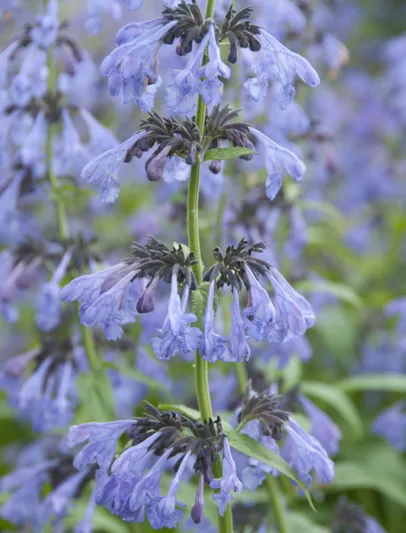Nepeta Nepeta sibirica 'Souvenir d'André Chaudron', Catmint 'Souvenir d'André Chaudron', blue flowers, violet flowers, lavender flowers