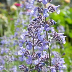 Nepeta 'Six Hills Giant', Catmint 'Six Hills Giant', Nepeta Faassenii 'Six Hills Giant', Faassen's catmint, Nepeta X faassenii, Nepeta faassenii, blue flowers, violet flowers, lavender flowers