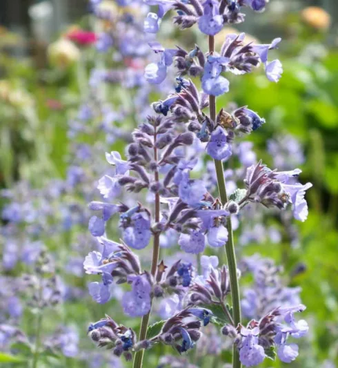 Nepeta 'Six Hills Giant', Catmint 'Six Hills Giant', Nepeta Faassenii 'Six Hills Giant', Faassen's catmint, Nepeta X faassenii, Nepeta faassenii, blue flowers, violet flowers, lavender flowers