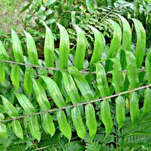 Nephrolepis biserrata, Giant Sword Fern, Aspidium biserratum, Evergreen Fern, Shade plants, shade perennial, plants for shade