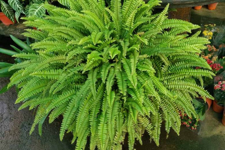 Nephrolepis exaltata, Boston Swordfern, Boss Fern, Boston Fern, Ladder Fern, Wild Boston Fern, Evergreen Fern, Shade plants, shade perennial, plants for shade
