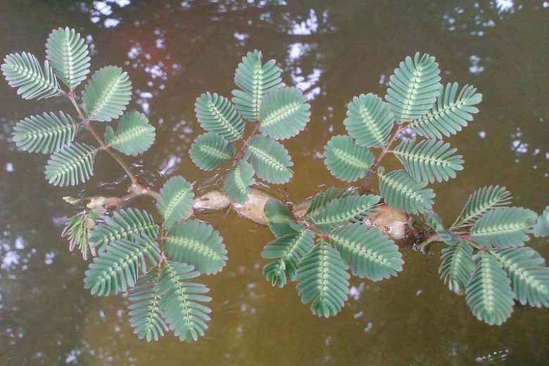 Neptunia oleracea, Water Mimosa, Sensitive Neptunia, Sensitive Water Plant, Neptunia aquatica, Pond Plants, Water Plants, Aquatic Plants, Yellow Flowers