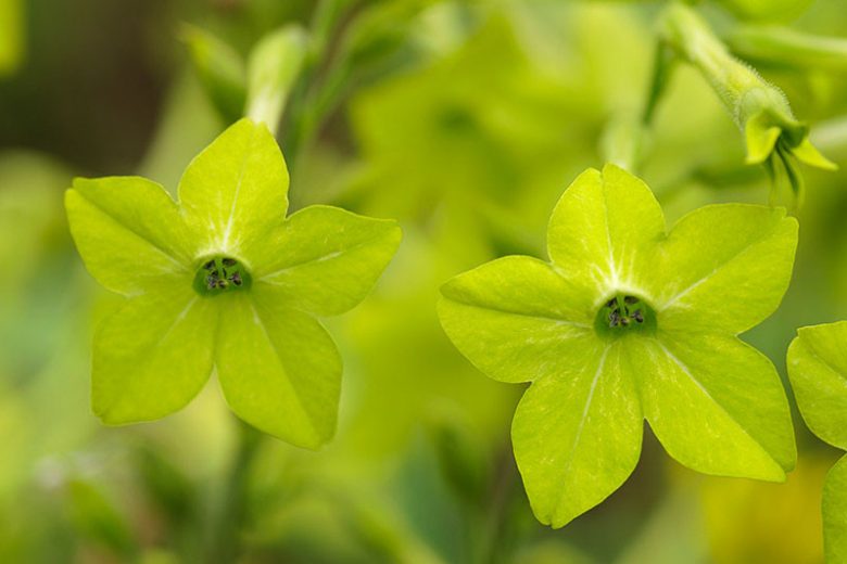 Nicotiana 'Lime Green',Nicotiana Alata 'Lime Green', Tobacco Plant 'Lime Green', Flowering Tobacco 'Lime Green', Green flowers, Fragrant flowers, Nicotiana