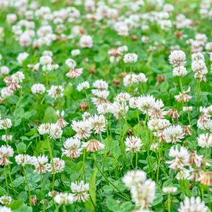 nitrogen-fixing plants,  Alfalfa, Beans, Clover, Lespedeza, Peas, Peanuts, Soybeans, Winter Hairy Vetch