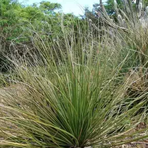 Nolina texana, Texas Sacahuista, Texas Beargrass, Basket Grass, Sacahuista, Bunchgrass, Nolina affinis, Nolina texana var. compacta