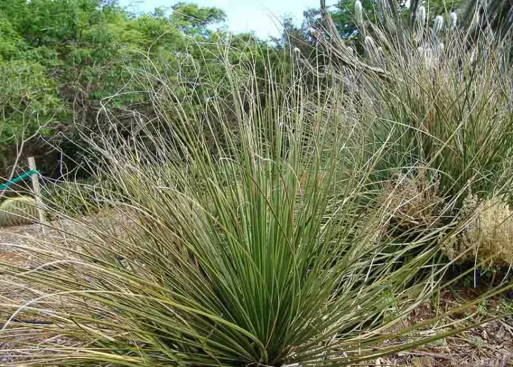 Nolina texana, Texas Sacahuista, Texas Beargrass, Basket Grass, Sacahuista, Bunchgrass, Nolina affinis, Nolina texana var. compacta