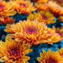 November  Birth Flower, Birth Flowers, Birth Month Flowers, Birth Flower, Month Birth Flower, May Birth Flower, June Birth Flower, July Birth Flower