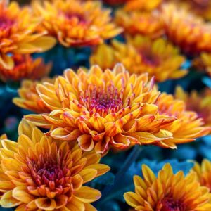 November  Birth Flower, Birth Flowers, Birth Month Flowers, Birth Flower, Month Birth Flower, May Birth Flower, June Birth Flower, July Birth Flower