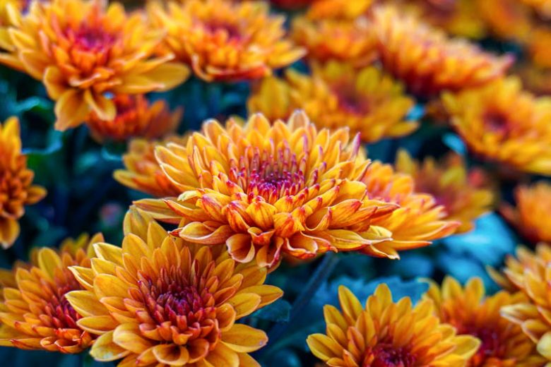 November  Birth Flower, Birth Flowers, Birth Month Flowers, Birth Flower, Month Birth Flower, May Birth Flower, June Birth Flower, July Birth Flower