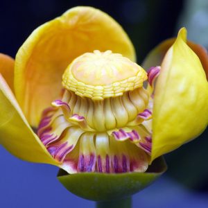 Nuphar lutea subsp. advena, Yellow Pond Lily, Common Spatterdock, Spatterdock, Yellow Cow-lily, Cow-lily, Yellow Pond-lily, Brandy-bottle, Nuphar advena