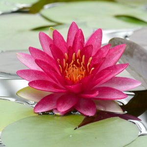 Nymphaea Attraction, Waterlily 'Attraction', Water Lily 'Attraction', Hardy Nymphaea, Hardy Waterlily, Hardy Water Lily, Red Waterlily, Red Water Lily