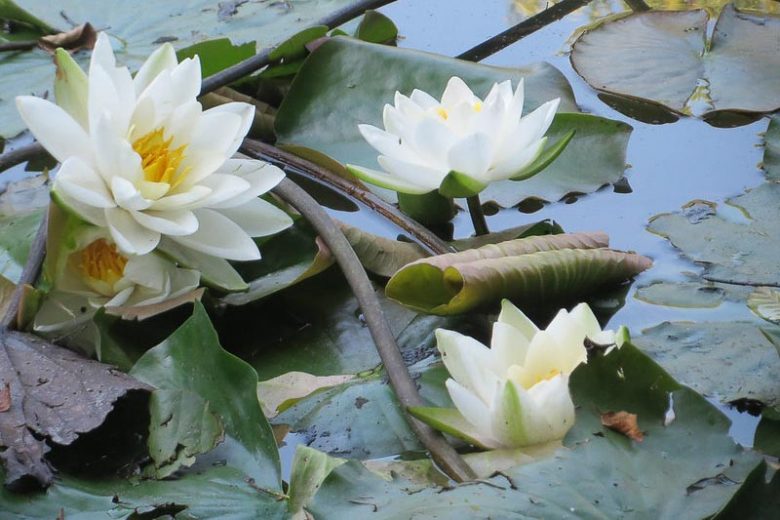 Nymphaea alba, White Water Lily, White Waterlily, Bobbins, Cambie Leaf, Can Dock, Common Water Lily, European White Lily, Flutterdock, Platter Dock