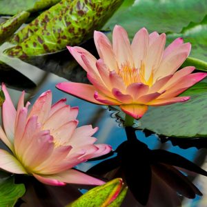 Nymphaea Albert Greenberg, Waterlily 'Albert Greenberg', Water Lily 'Albert Greenberg', Tropical Nymphaea, Tropical Waterlily, Tropical Water Lily, Peach Waterlily, Peach Water Lily