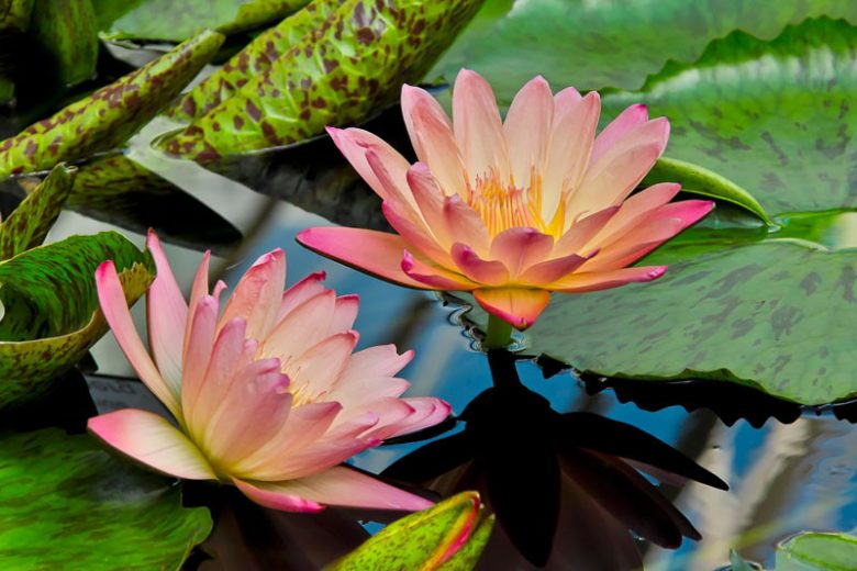 Nymphaea Albert Greenberg, Waterlily 'Albert Greenberg', Water Lily 'Albert Greenberg', Tropical Nymphaea, Tropical Waterlily, Tropical Water Lily, Peach Waterlily, Peach Water Lily