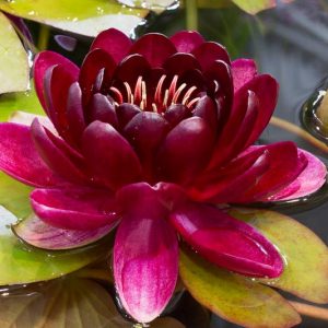 Nymphaea Almost Black, Waterlily 'Almost Black', Water Lily 'Almost Black', Hardy Nymphaea, Hardy Waterlily, Hardy Water Lily, Red Waterlily, Red Water Lily