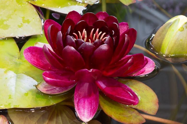 Nymphaea Almost Black, Waterlily 'Almost Black', Water Lily 'Almost Black', Hardy Nymphaea, Hardy Waterlily, Hardy Water Lily, Red Waterlily, Red Water Lily