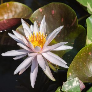 Nymphaea Arc En Ciel, Waterlily 'Arc En Ciel', Water Lily 'Arc En Ciel', Hardy Nymphaea, Hardy Waterlily, Hardy Water Lily, White Waterlily, White Water Lily