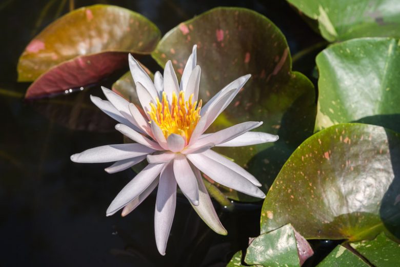 Nymphaea Arc En Ciel, Waterlily 'Arc En Ciel', Water Lily 'Arc En Ciel', Hardy Nymphaea, Hardy Waterlily, Hardy Water Lily, White Waterlily, White Water Lily