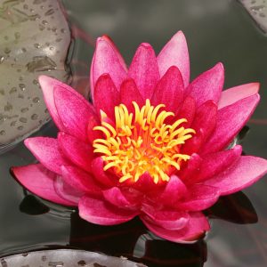 Nymphaea Atropurpurea, Waterlily 'Atropurpurea', Water Lily 'Atropurpurea', Hardy Nymphaea, Hardy Waterlily, Hardy Water Lily, Red Waterlily, Red Water Lily