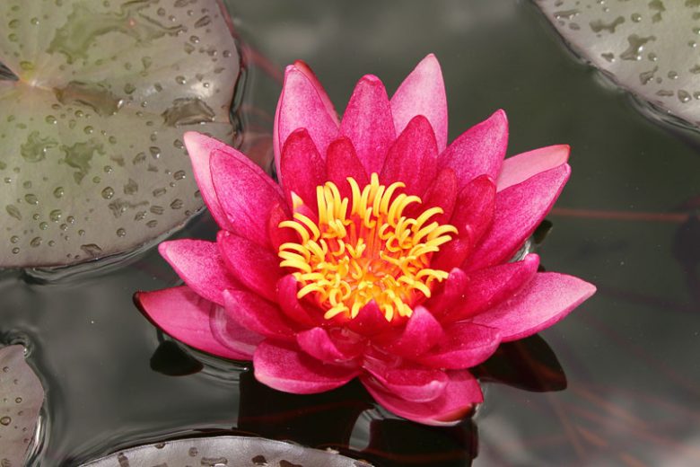 Nymphaea Atropurpurea, Waterlily 'Atropurpurea', Water Lily 'Atropurpurea', Hardy Nymphaea, Hardy Waterlily, Hardy Water Lily, Red Waterlily, Red Water Lily