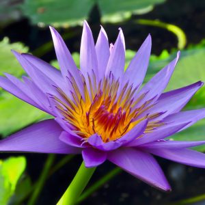 Nymphaea August Koch, Water Lily 'August Koch', Water Lily 'August Koch', Tropical Nymphaea, Blue Water Lily, Blue Waterlily, Tropical Water Lily, Tropical Waterlily