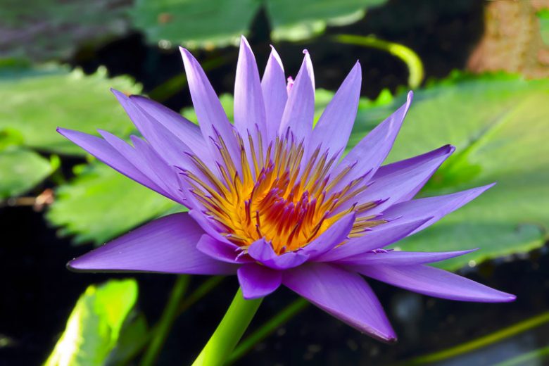 Nymphaea August Koch, Water Lily 'August Koch', Water Lily 'August Koch', Tropical Nymphaea, Blue Water Lily, Blue Waterlily, Tropical Water Lily, Tropical Waterlily