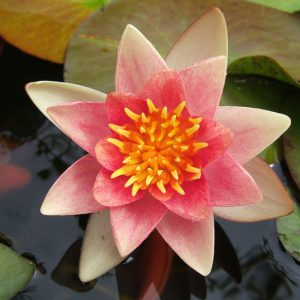 Nymphaea Aurora, Waterlily 'Aurora', Water Lily 'Aurora', Hardy Nymphaea, Hardy Waterlily, Hardy Water Lily, Orange Waterlily, Orange Water Lily