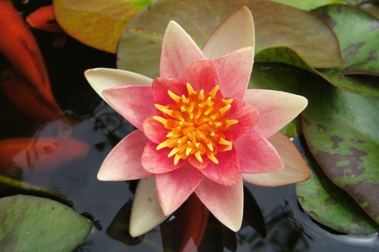 Nymphaea Aurora, Waterlily 'Aurora', Water Lily 'Aurora', Hardy Nymphaea, Hardy Waterlily, Hardy Water Lily, Orange Waterlily, Orange Water Lily