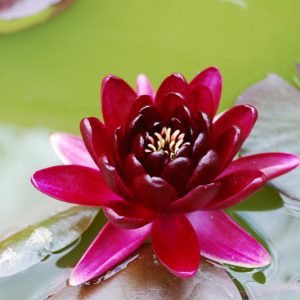 Nymphaea Black Princess, Waterlily 'Black Princess', Water Lily 'Black Princess', Hardy Nymphaea, Hardy Waterlily, Hardy Water Lily, Red Waterlily, Red Water Lily