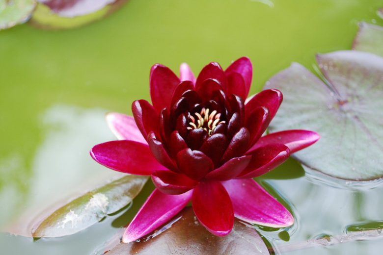 Nymphaea Black Princess, Waterlily 'Black Princess', Water Lily 'Black Princess', Hardy Nymphaea, Hardy Waterlily, Hardy Water Lily, Red Waterlily, Red Water Lily